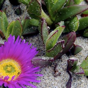 Meet your Posher, Sue